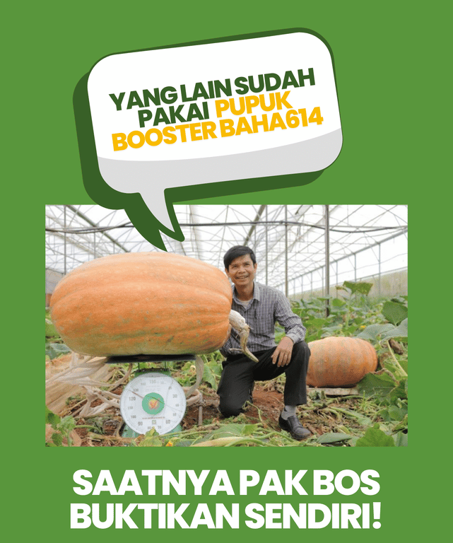 Pupuk Booster Bahagia 19