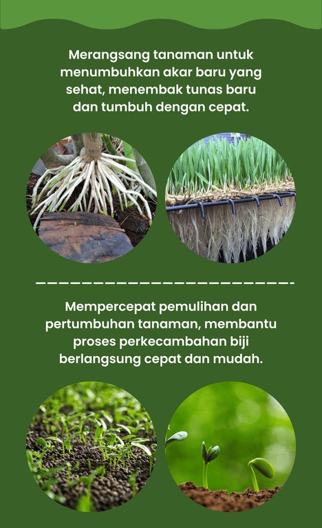 Pupuk Booster Bahagia 21